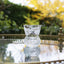 Flower of Scotland Tot Glass (Shot) (Thistle Shape) - 60mm (Gift Boxed)